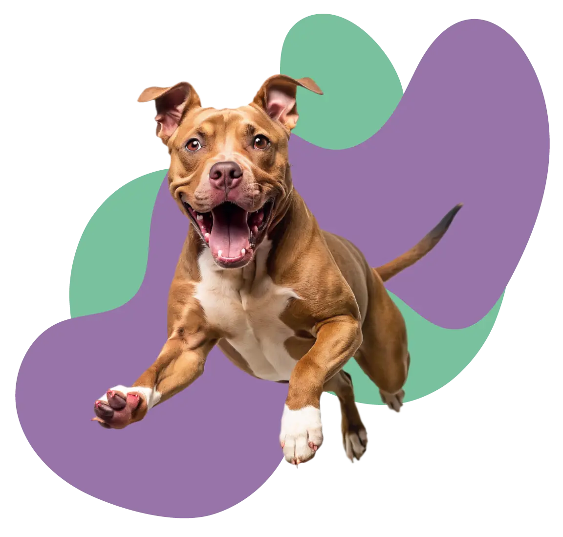 Cão em movimento entre as formas da Academia Fera Fofa, programa de desenvolvimento comportamental canino