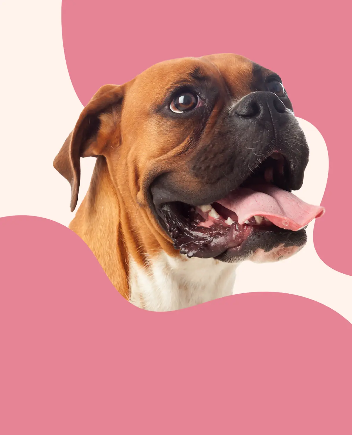 Boxer sobre forma orgânica rosa