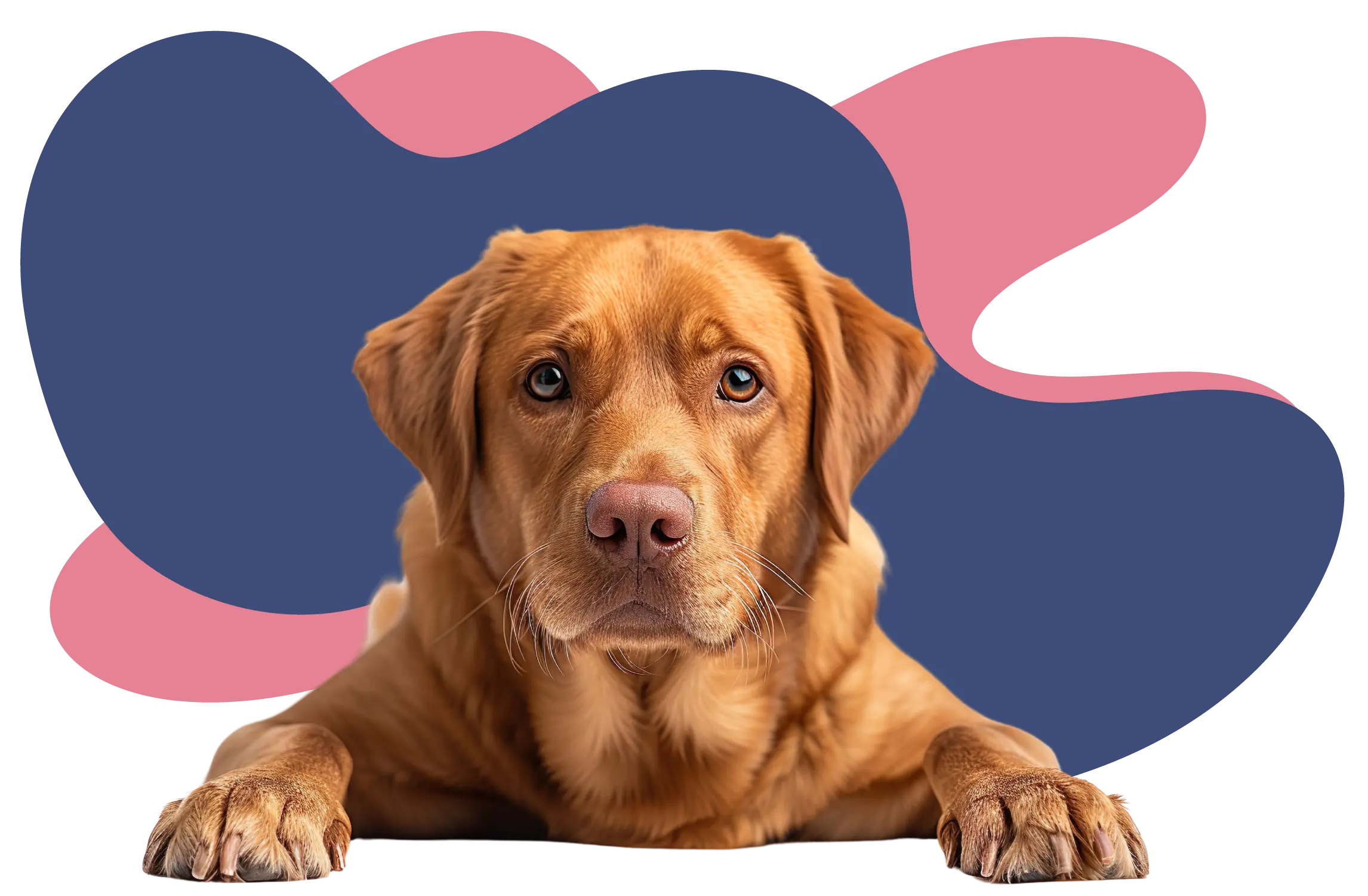 Labrador atento entre as formas da Consultoria Fera Fofa de rotina e comportamento canino