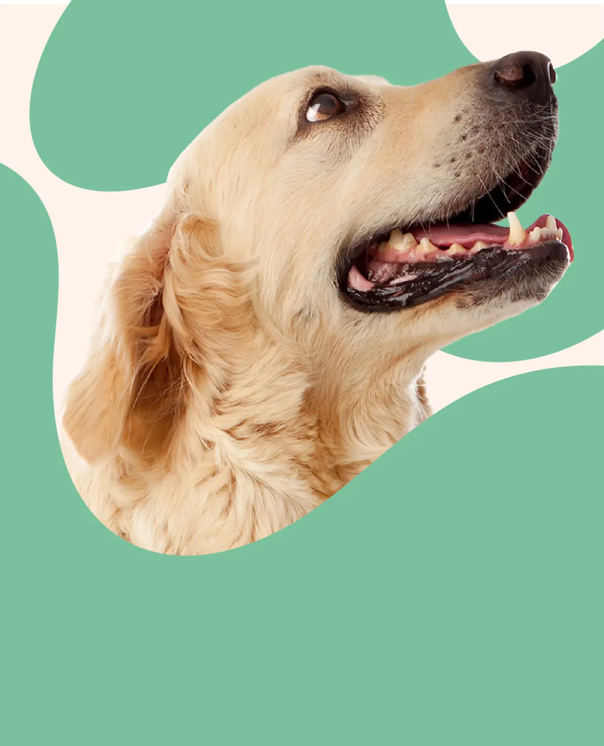 Golden Retriever sobre forma orgânica verde