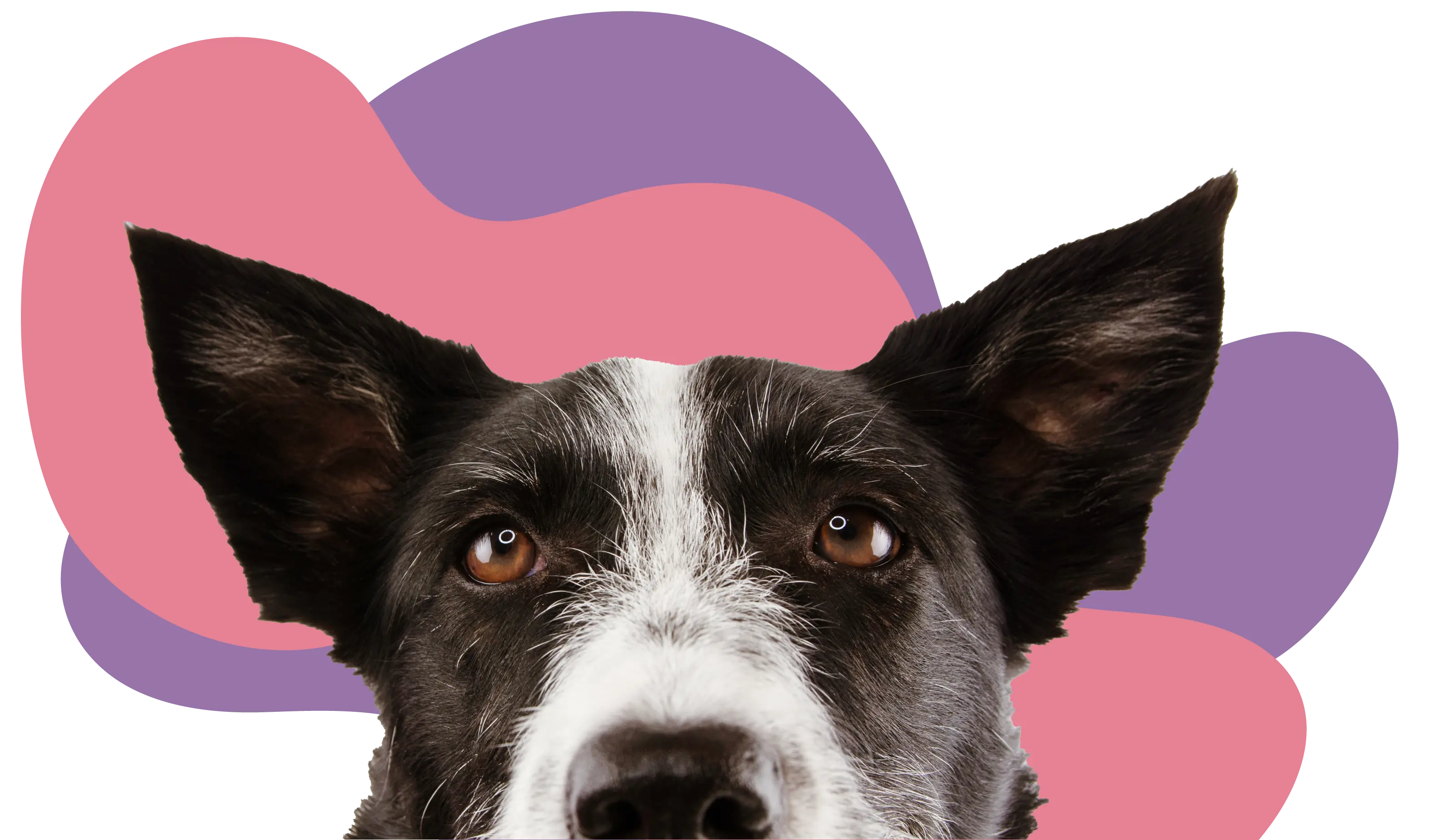 Border collie de orelhas em pé sobre formas orgânicas rosa e roxo