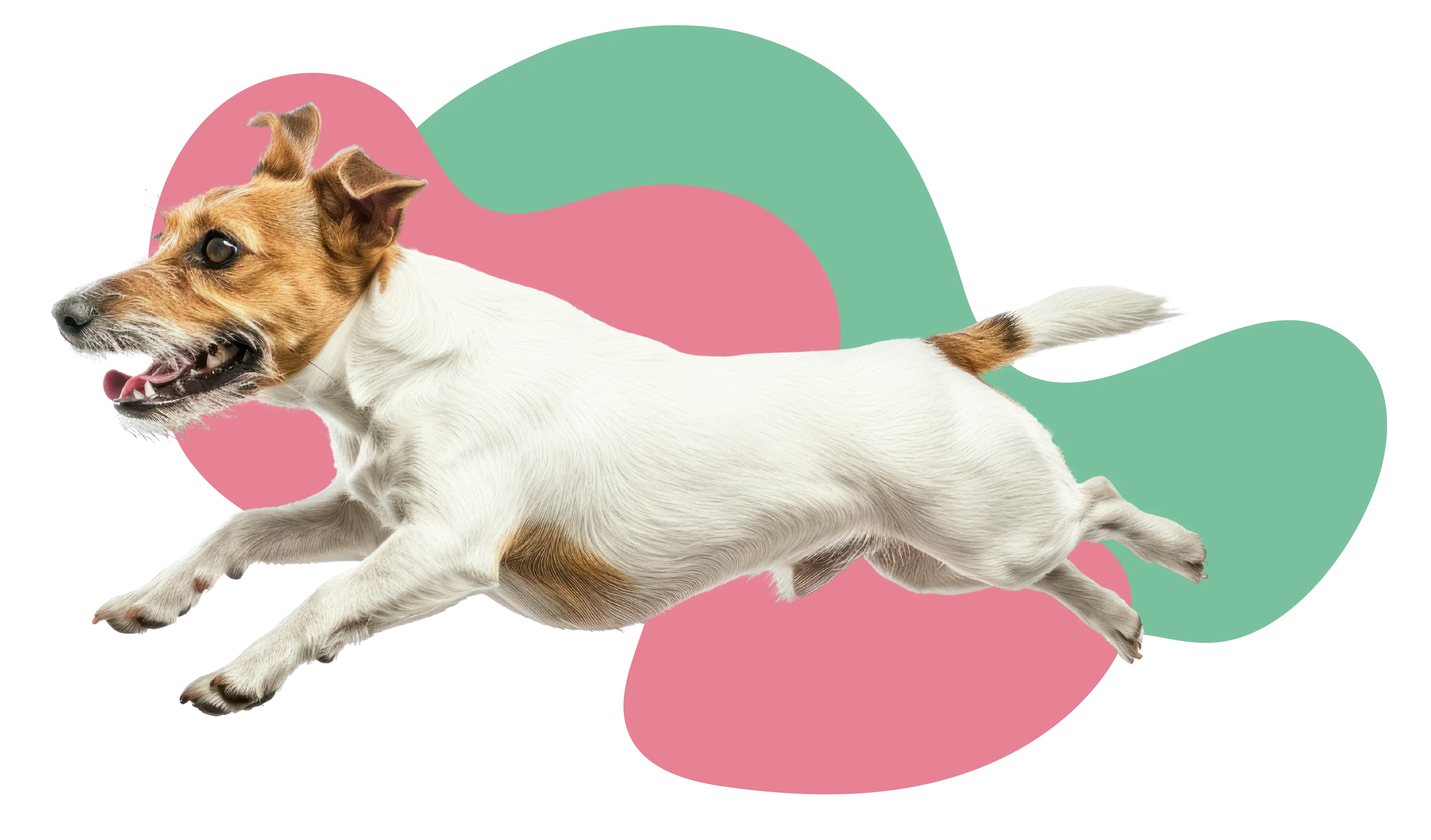 Jack Russell terrier correndo entre as formas coloridas da Fera Fofa, símbolo do Treino Intensivo